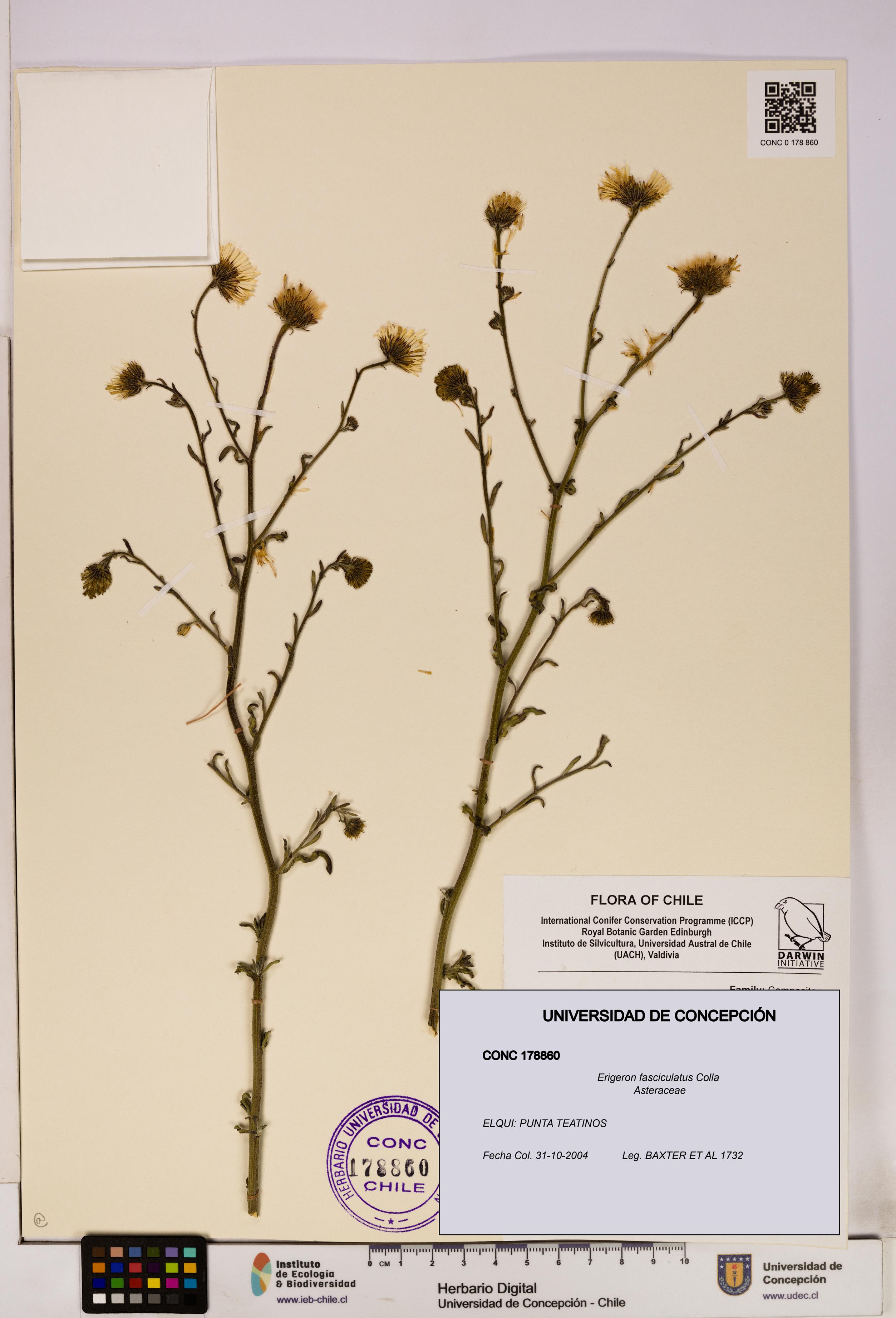 Erigeron fasciculatus [Espécimen: UDEC:CONC:0178860]