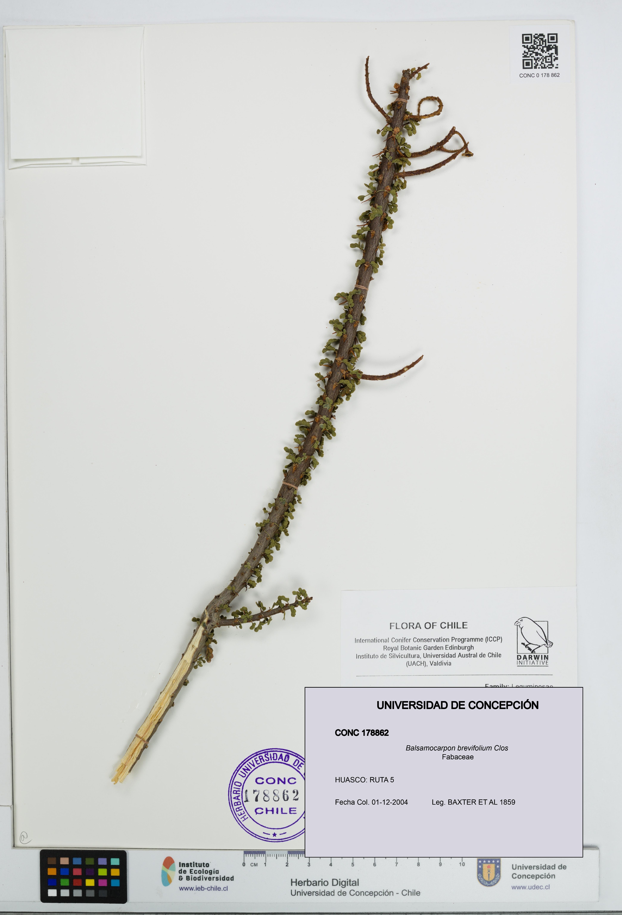 Balsamocarpon brevifolium [Espécimen: UDEC:CONC:0178862]