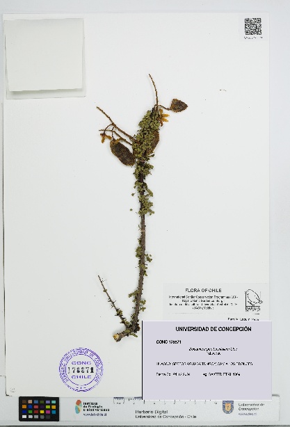 Balsamocarpon brevifolium [Espécimen: UDEC:CONC:0178871]