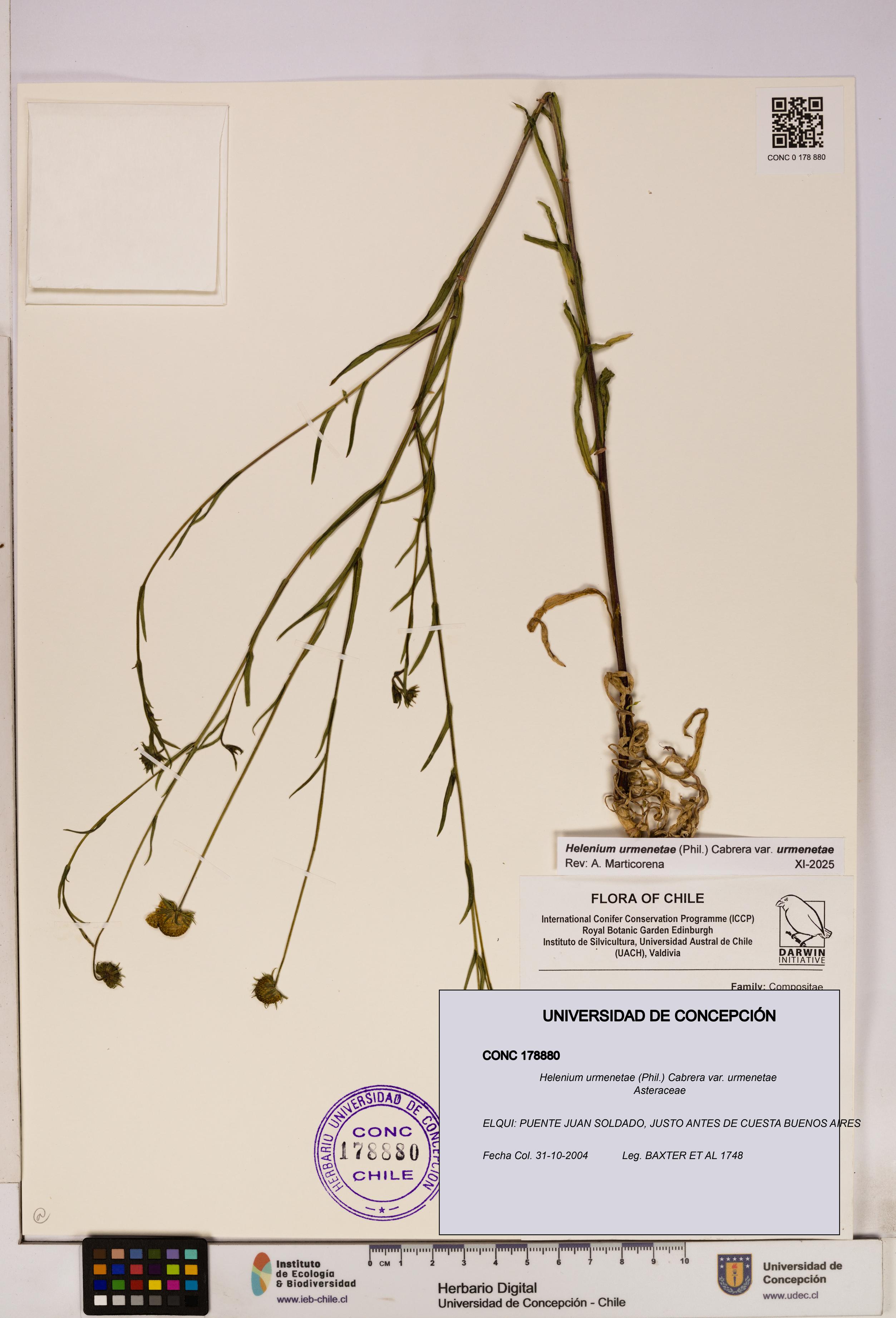 Helenium urmenetae var. urmenetae [Espécimen: UDEC:CONC:0178880]