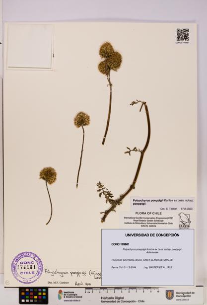 Polyachyrus poeppigii [Espécimen: UDEC:CONC:0178881]