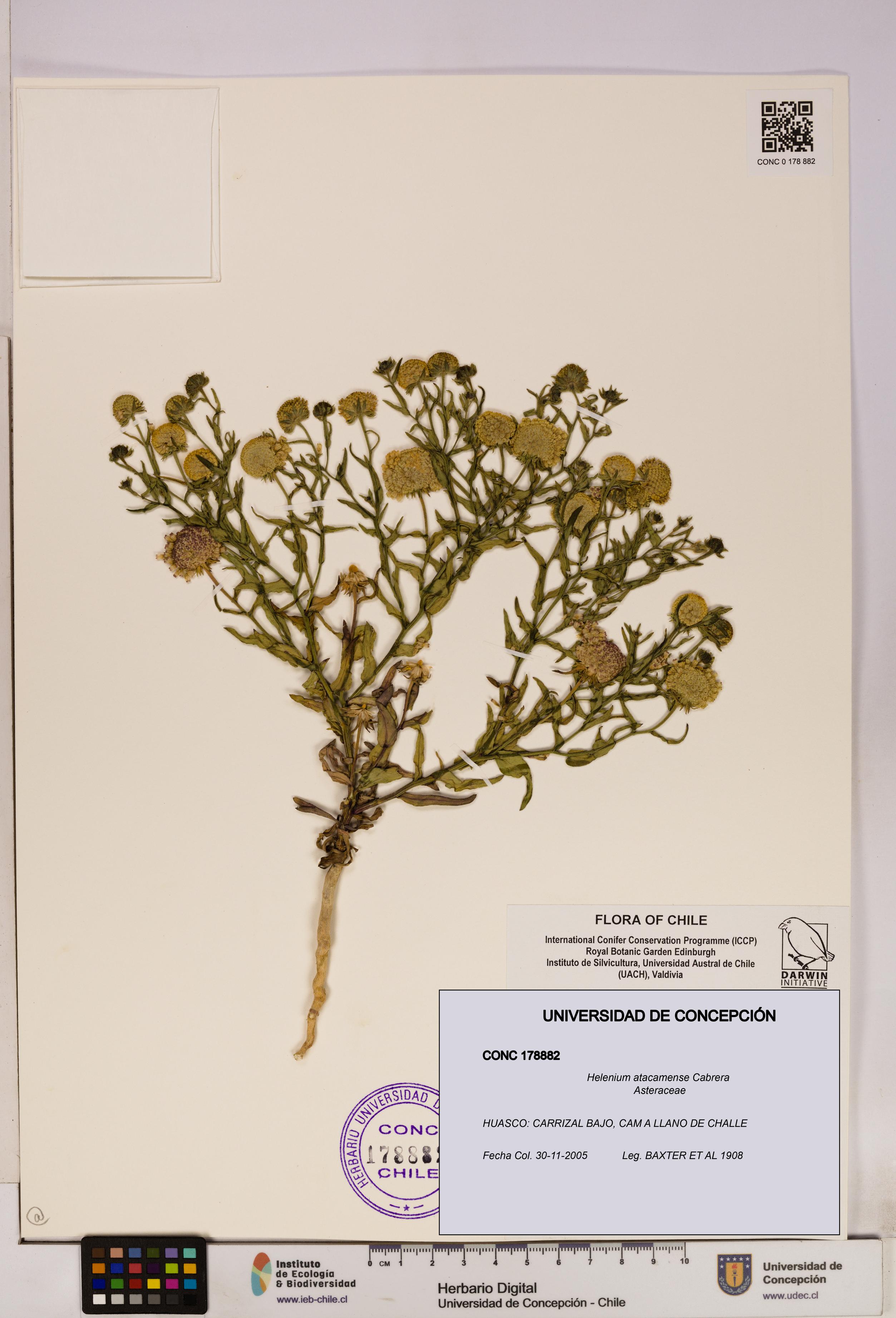 Helenium atacamense [Espécimen: UDEC:CONC:0178882]