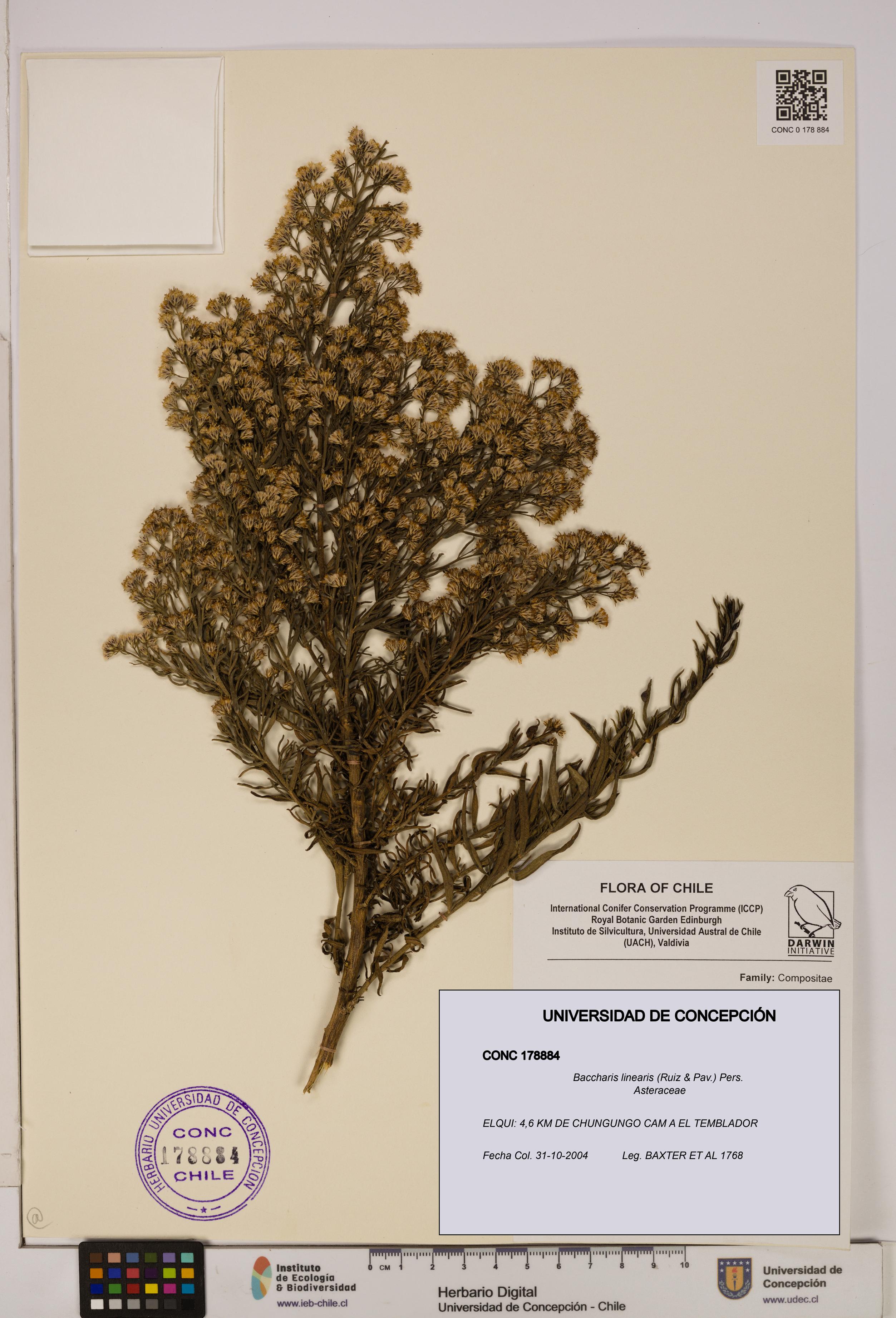 Baccharis linearis [Espécimen: UDEC:CONC:0178884]