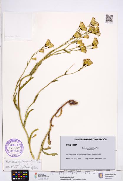Senecio pentaphyllus [Espécimen: ]