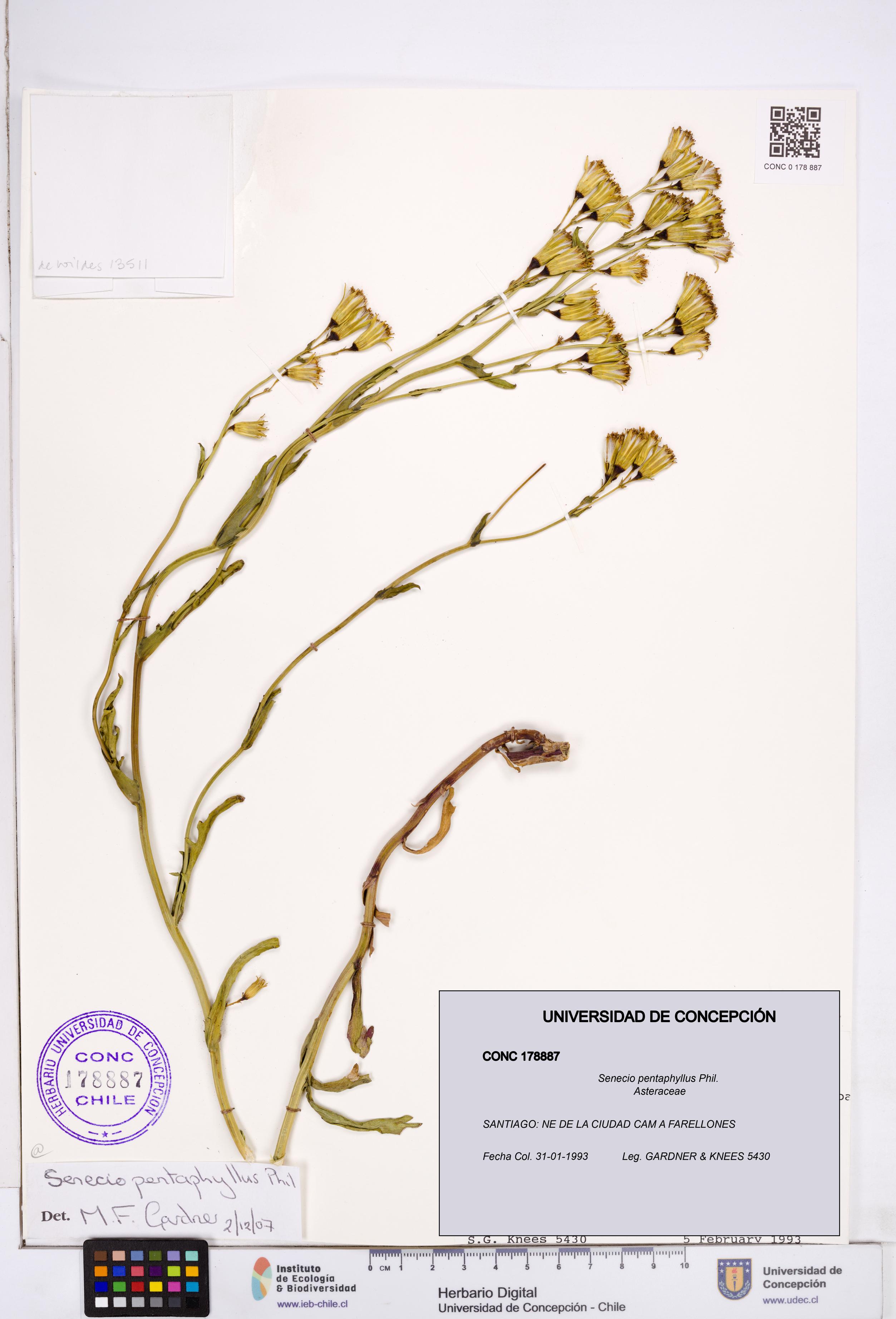 Senecio pentaphyllus [Espécimen: ]