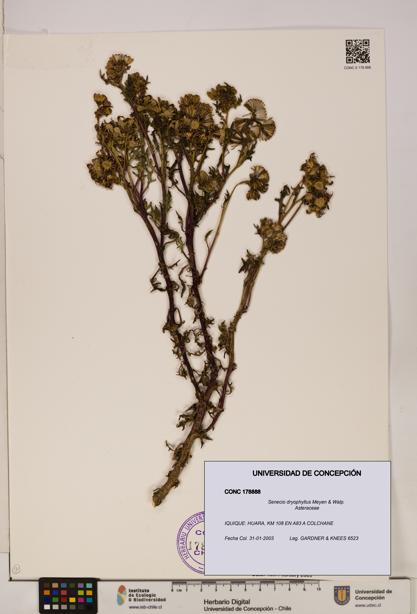 Senecio dryophyllus [Espécimen: UDEC:CONC:0178888]