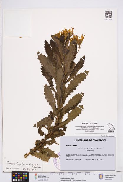 Senecio planiflorus [Espécimen: ]