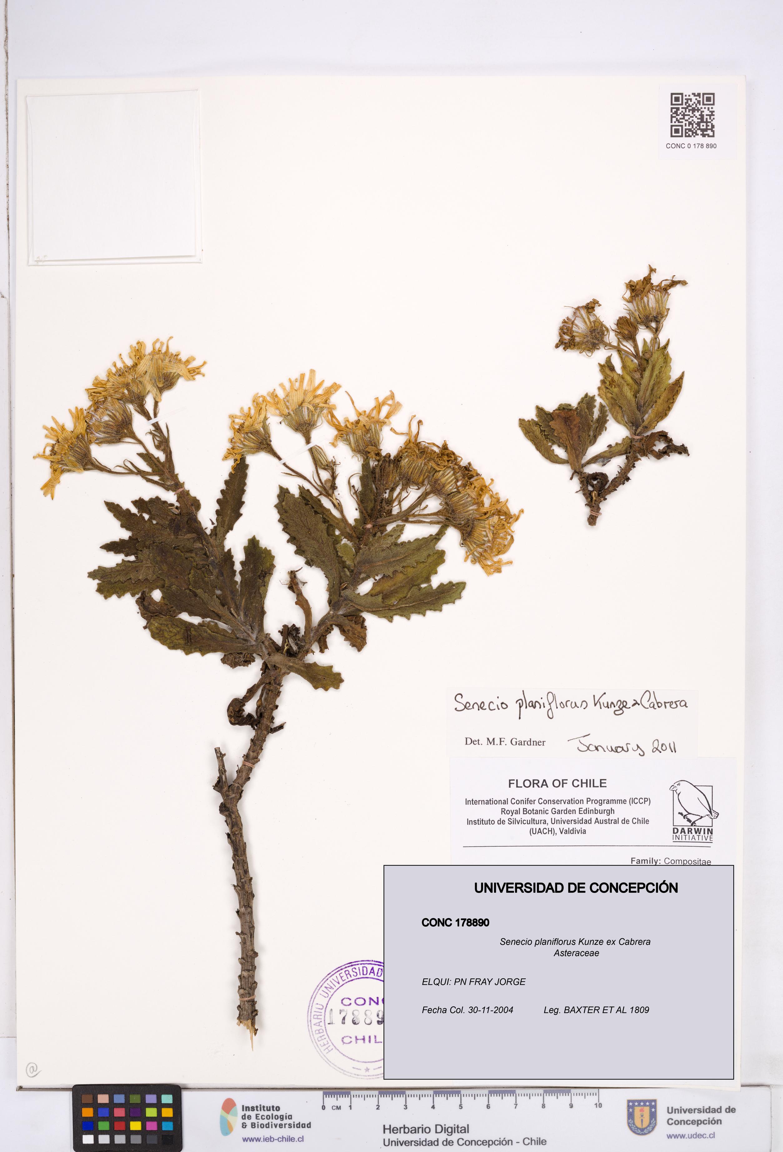 Senecio planiflorus [Espécimen: ]