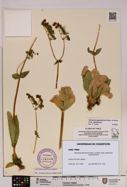 Calceolaria glandulosa [Espécimen: UDEC:CONC:0178894]