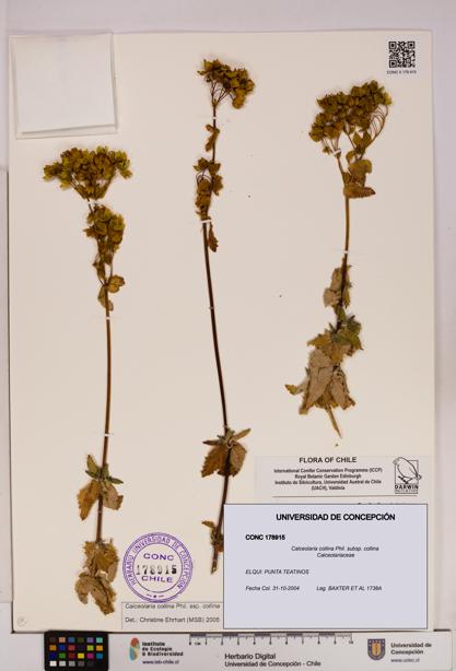 Calceolaria collina subsp. collina [Espécimen: UDEC:CONC:0178915]