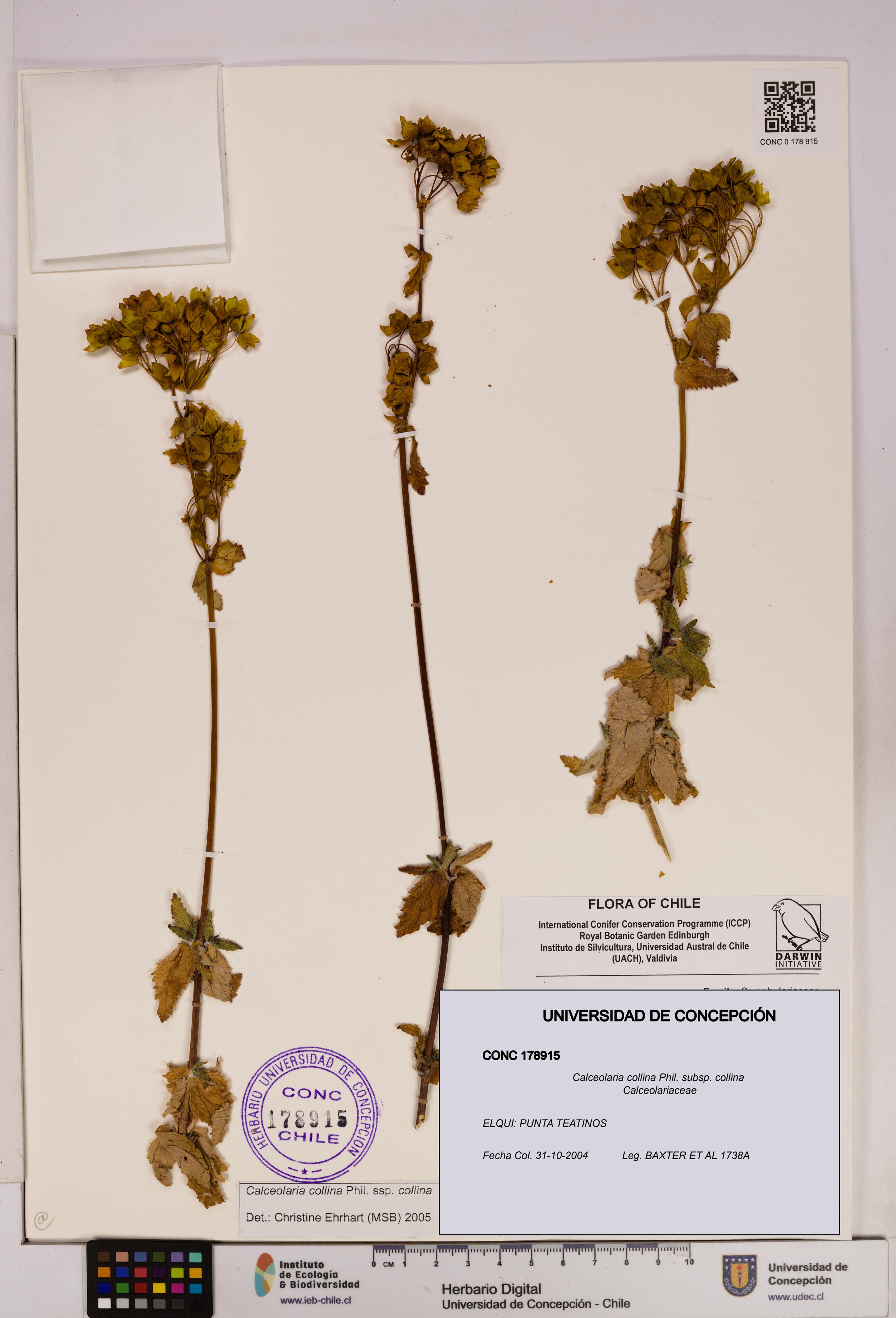 Calceolaria collina subsp. collina [Espécimen: UDEC:CONC:0178915]