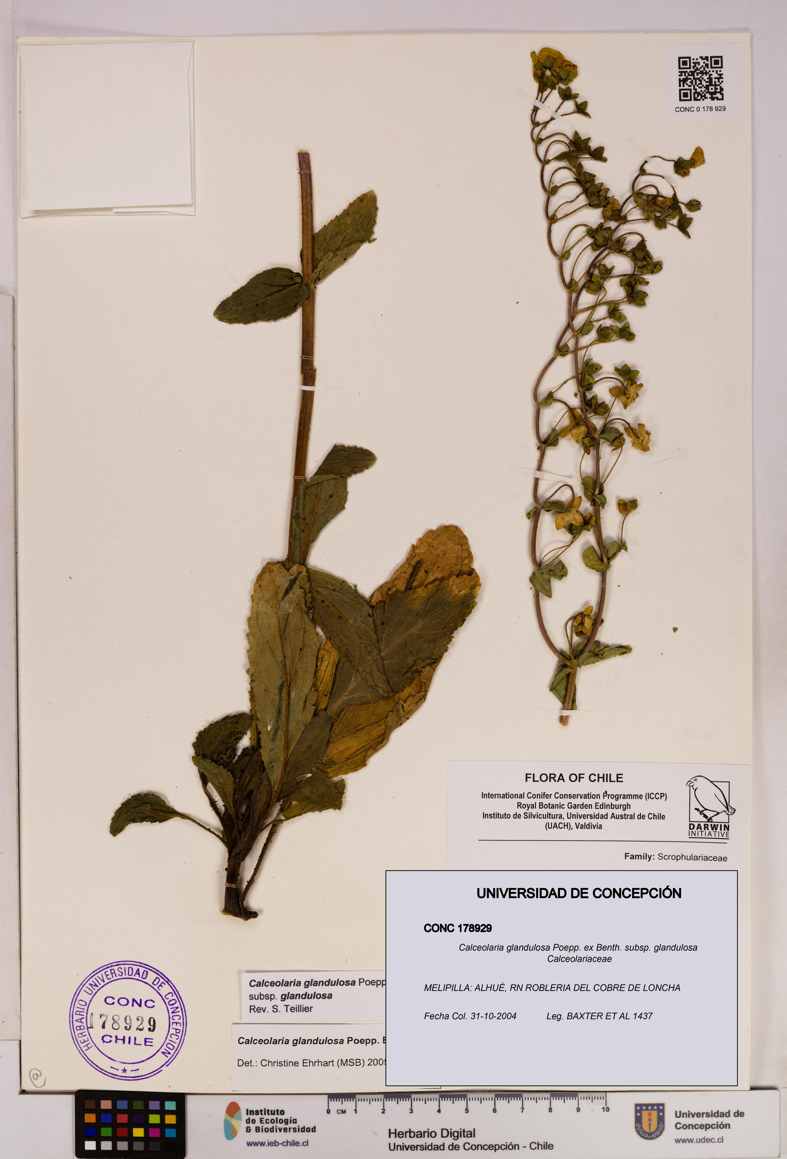 Calceolaria glandulosa [Espécimen: UDEC:CONC:0178929]