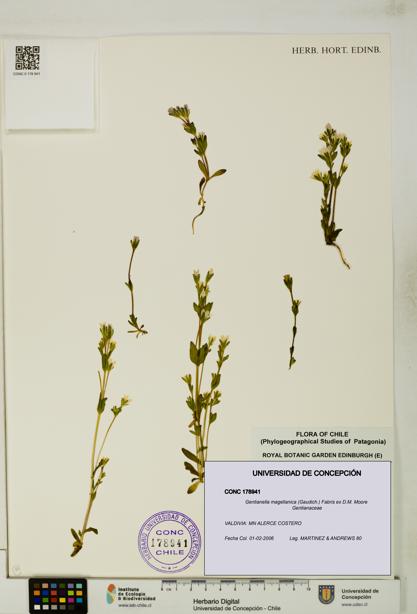Gentianella magellanica [Espécimen: UDEC:CONC:0178941]