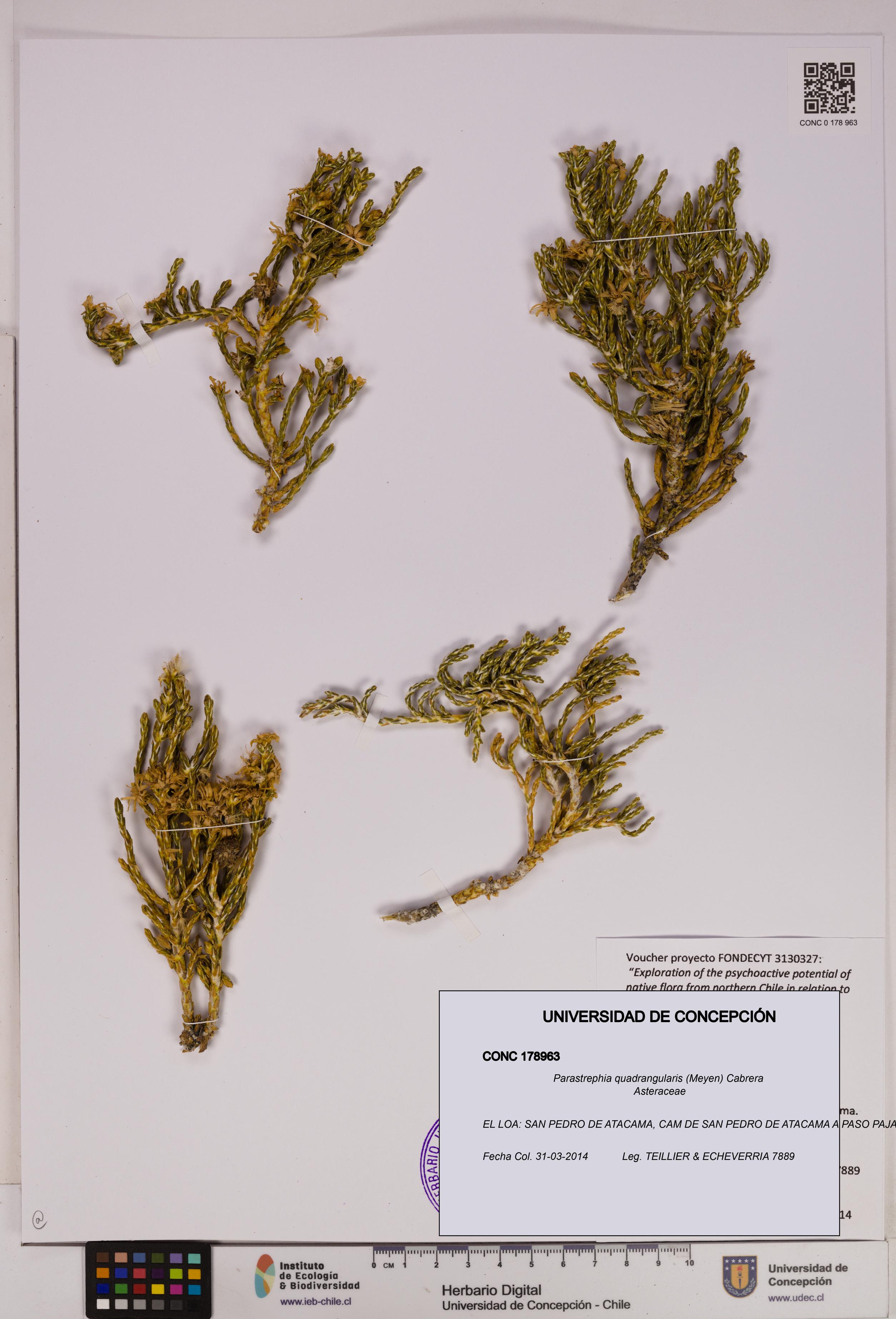 Parastrephia quadrangularis [Espécimen: UDEC:CONC:0178963]