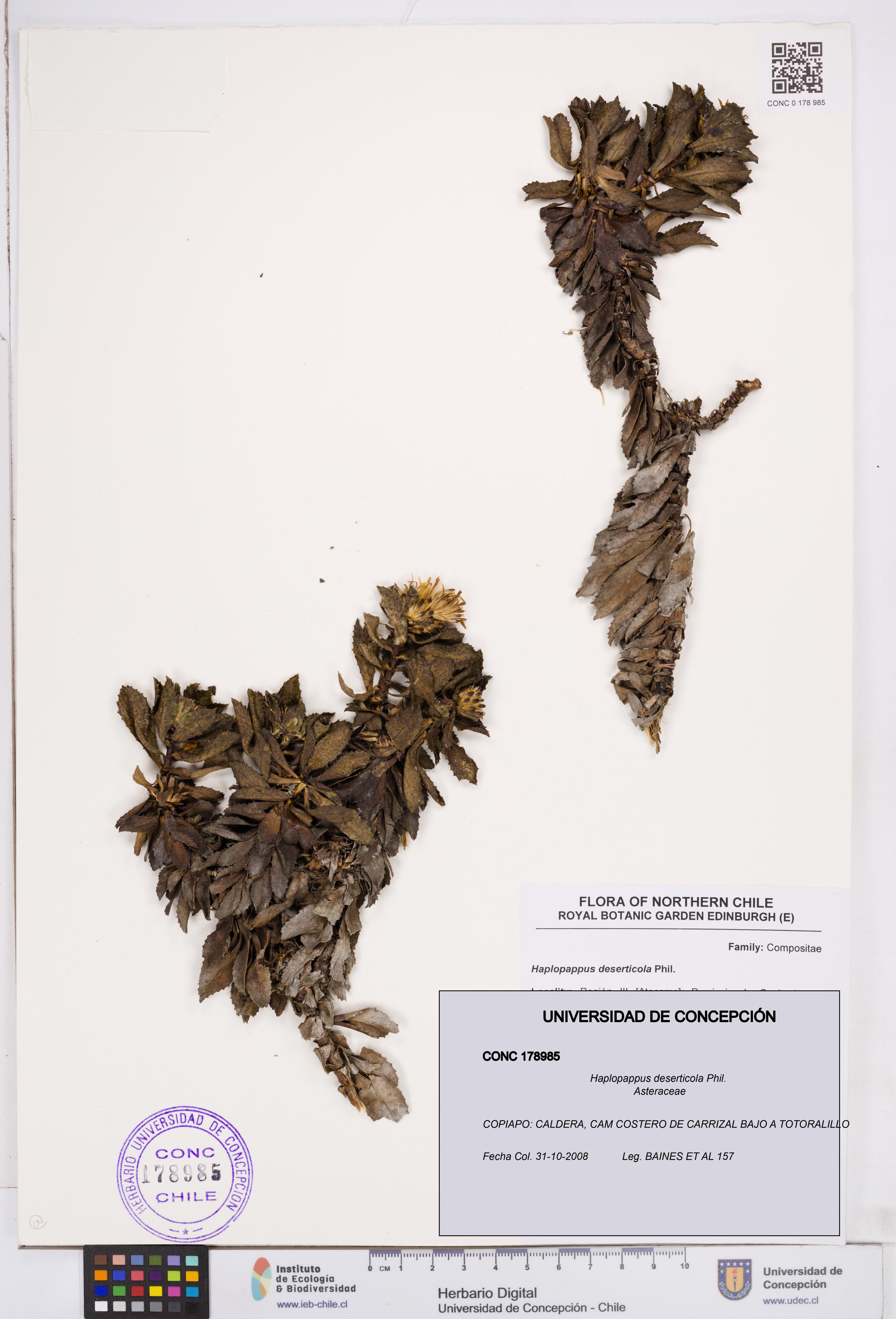 Haplopappus deserticola [Espécimen: ]