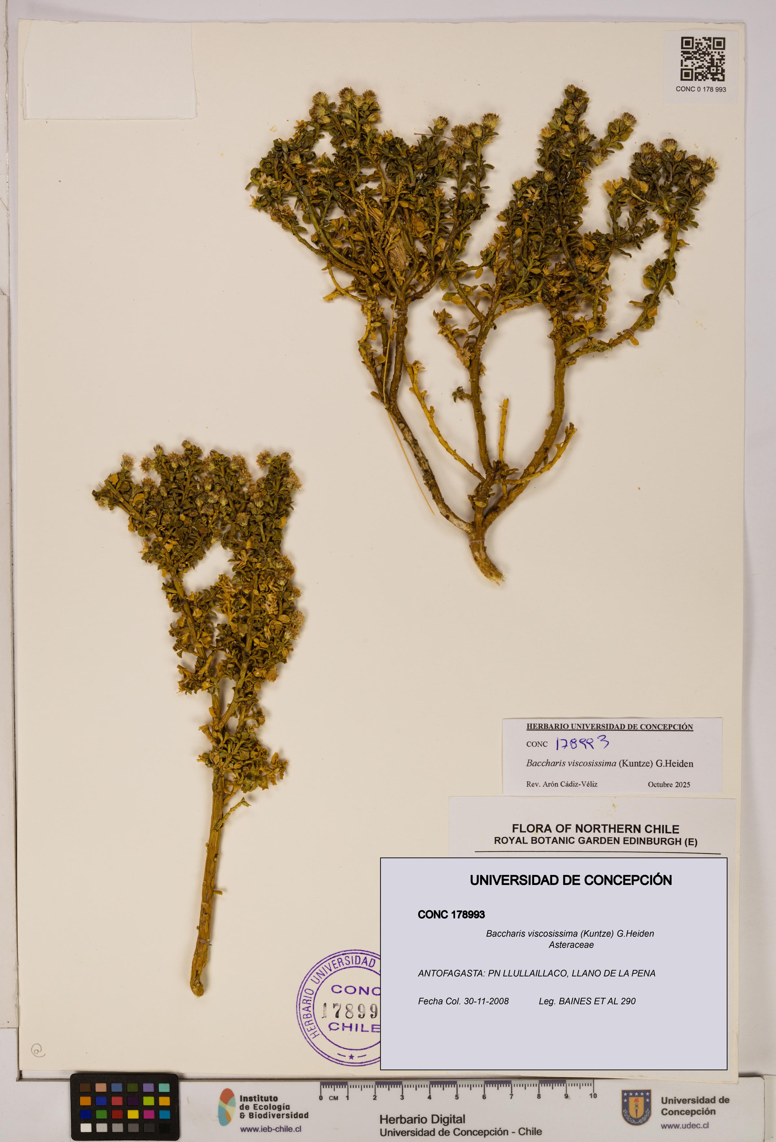 Baccharis tola [Espécimen: UDEC:CONC:0178993]
