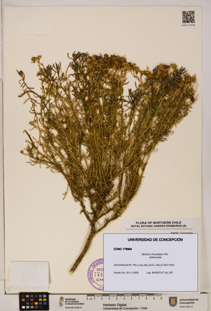 Senecio chrysolepis [Espécimen: UDEC:CONC:0178994]