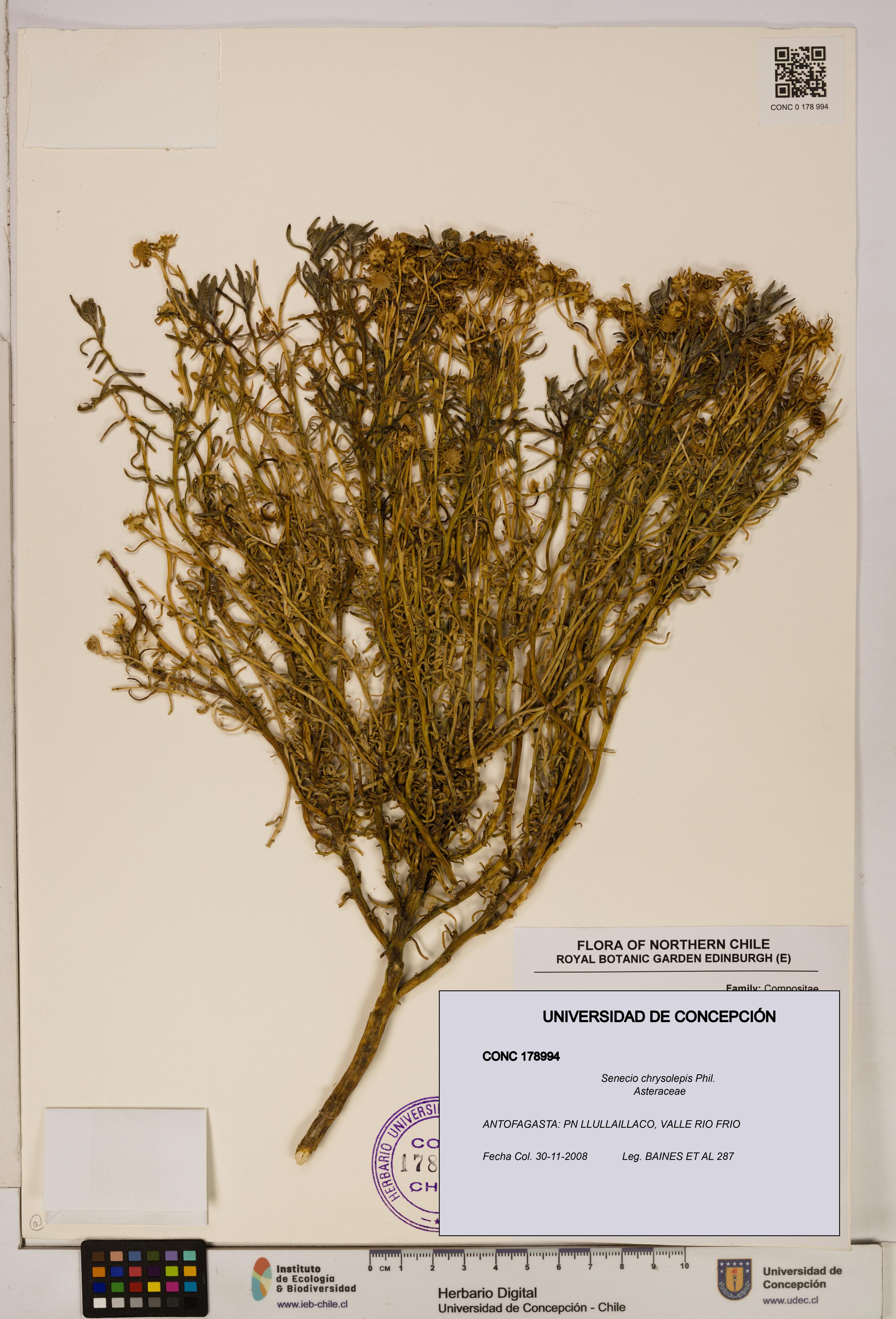 Senecio chrysolepis [Espécimen: UDEC:CONC:0178994]