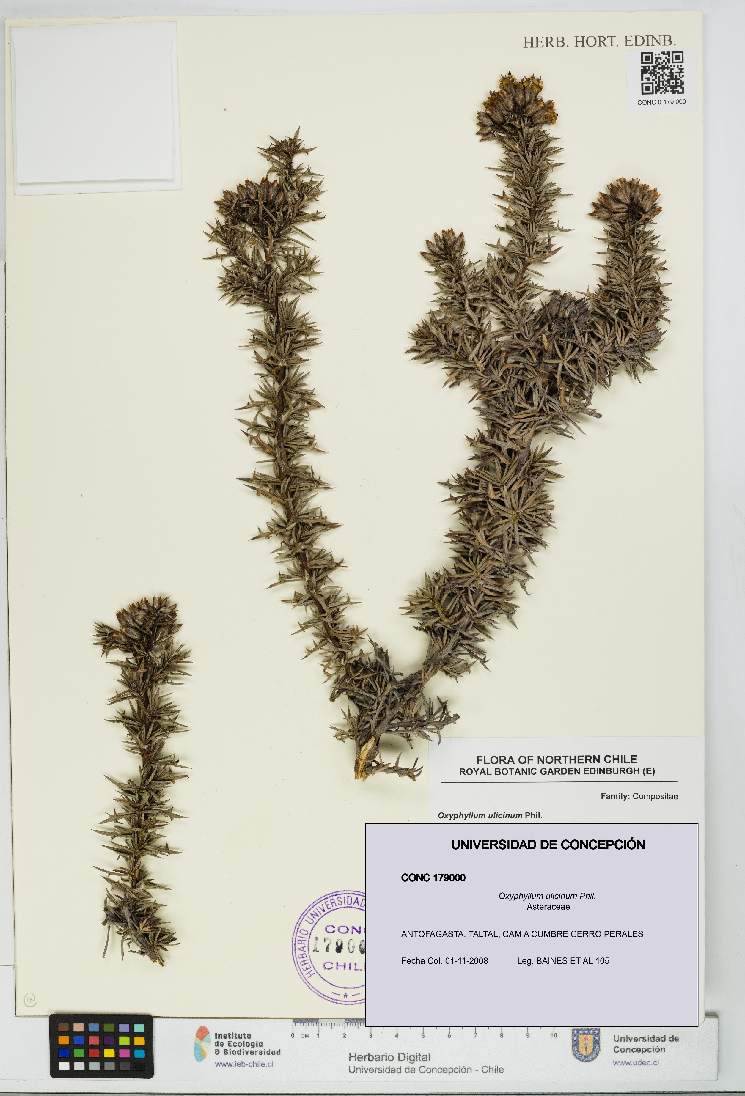 Oxyphyllum ulicinum [Espécimen: ]