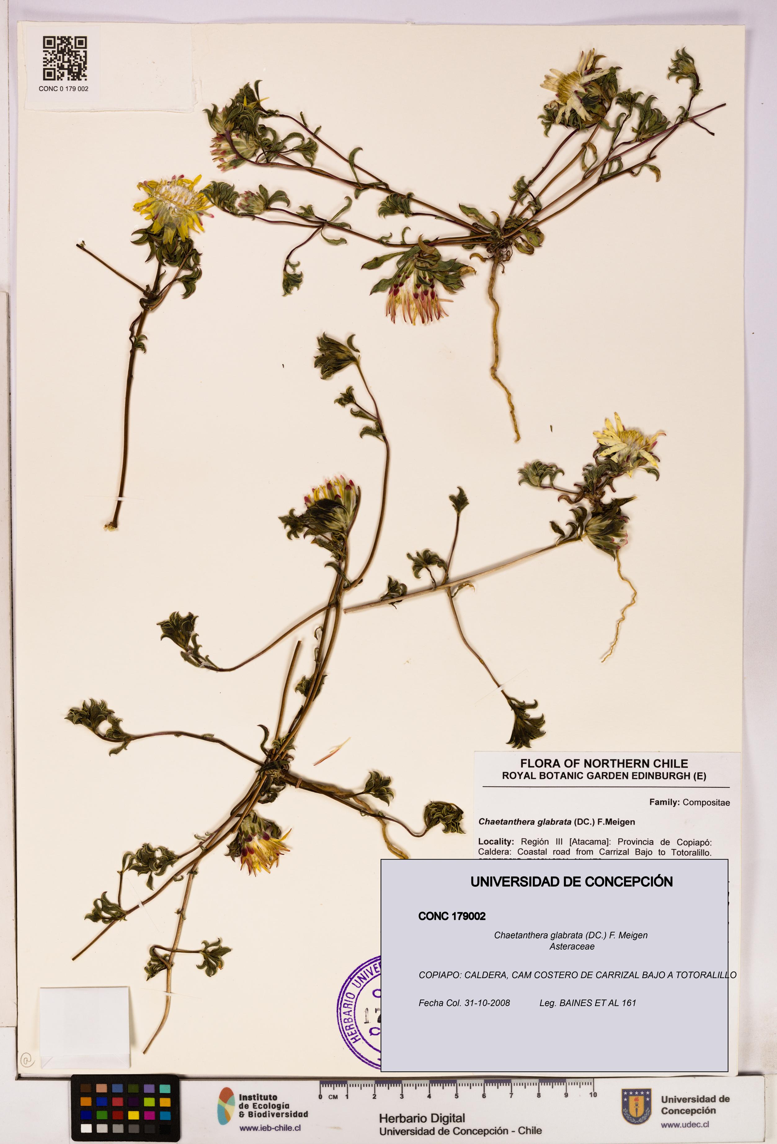 Chaetanthera glabrata [Espécimen: UDEC:CONC:0179002]