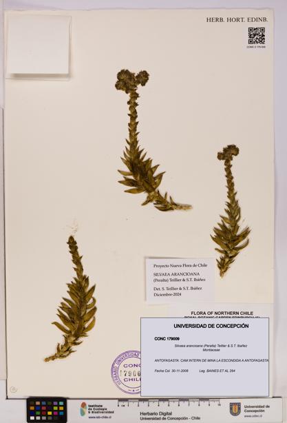 Silvaea arancioana [Espécimen: UDEC:CONC:0179009]