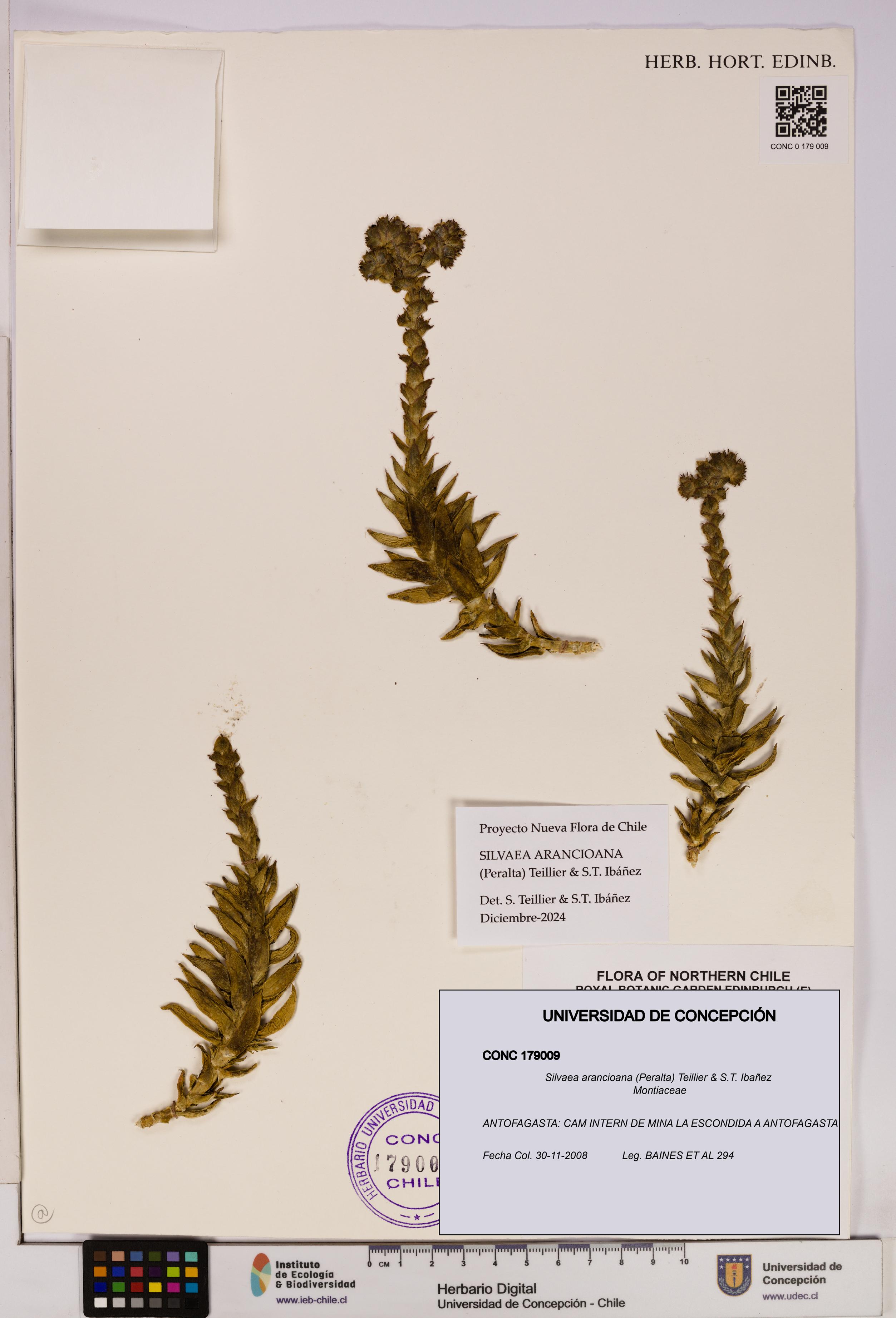 Silvaea arancioana [Espécimen: UDEC:CONC:0179009]