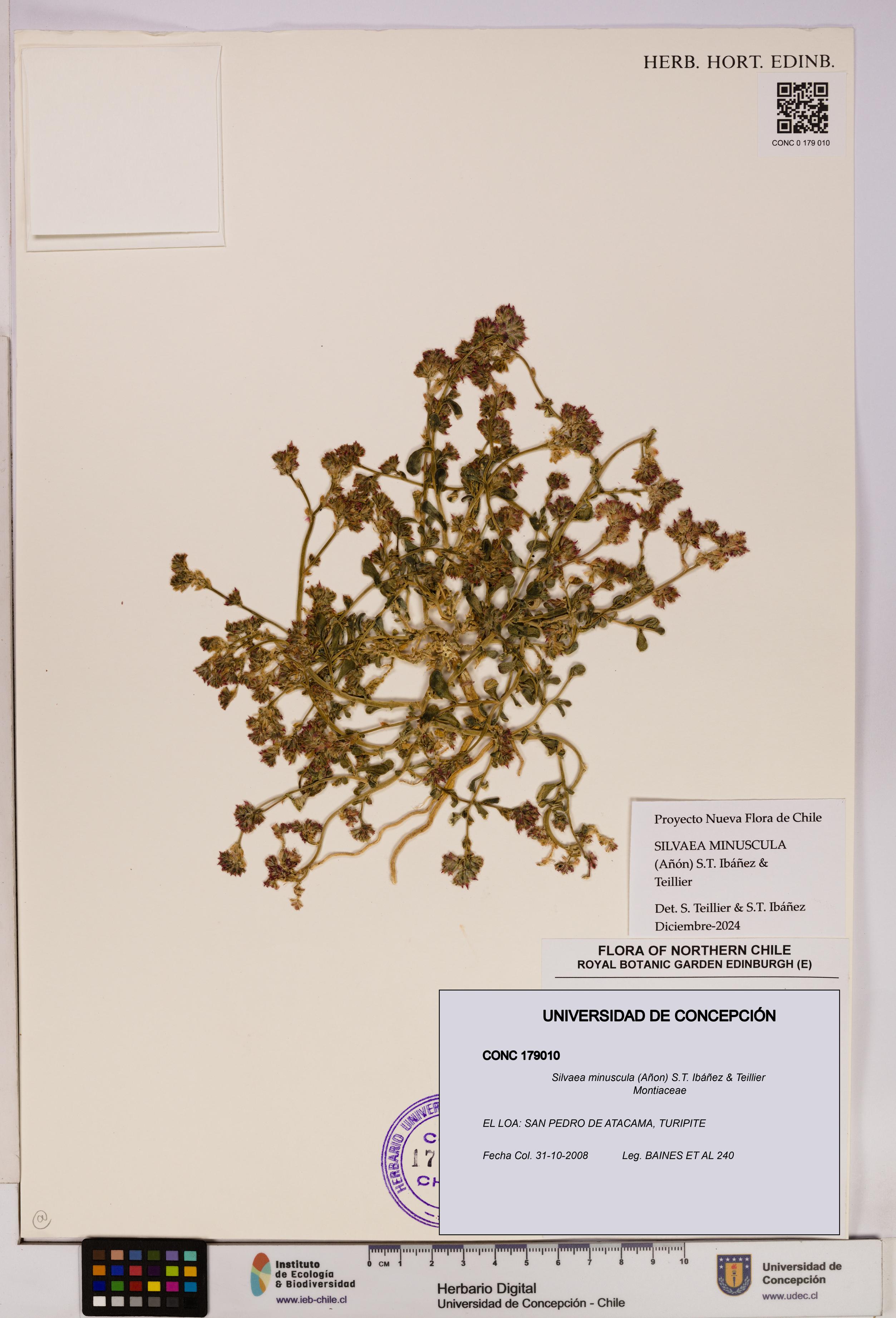 Silvaea minuscula [Espécimen: UDEC:CONC:0179010]