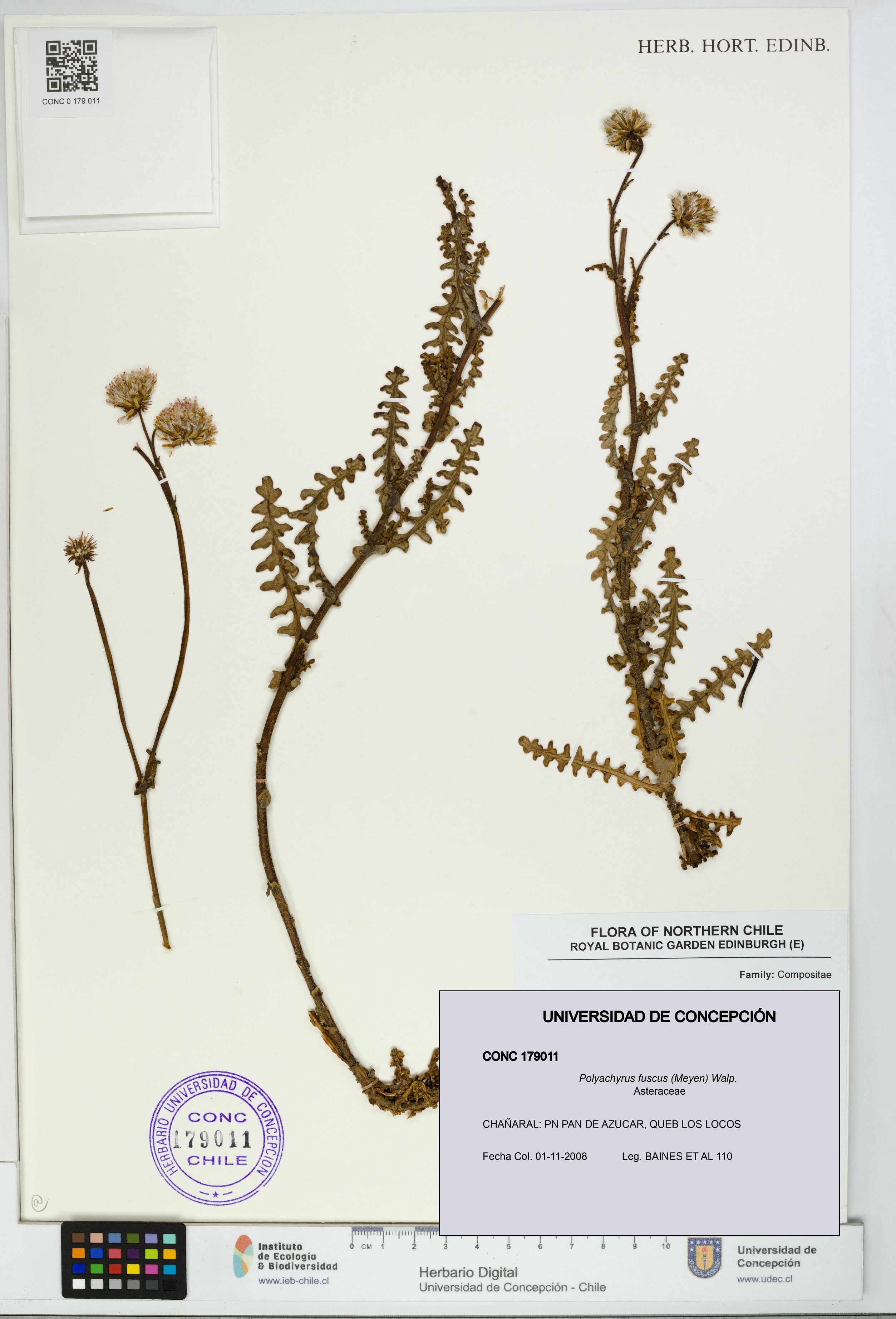 Polyachyrus fuscus [Espécimen: UDEC:CONC:0179011]