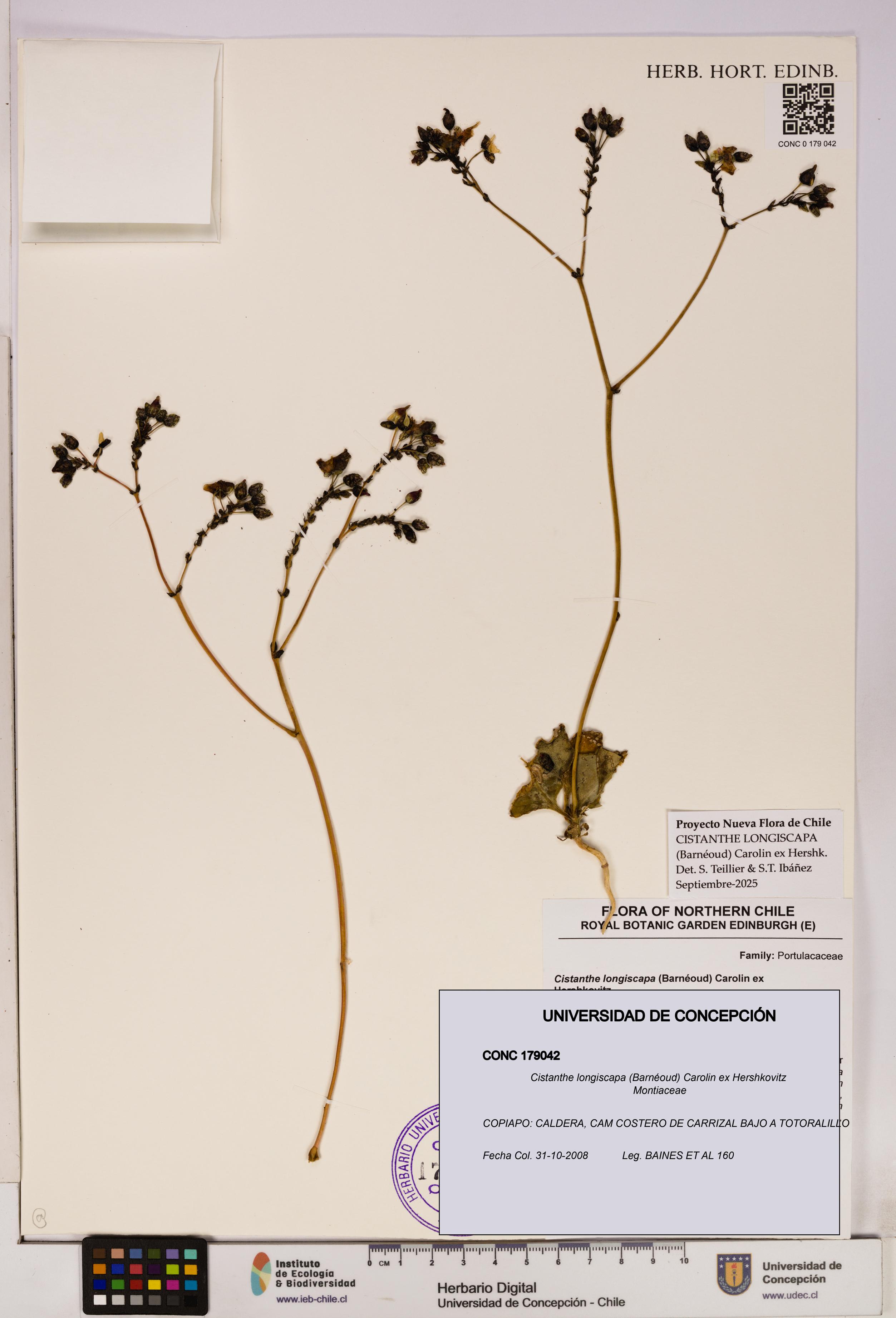 Cistanthe longiscapa [Espécimen: UDEC:CONC:0179042]
