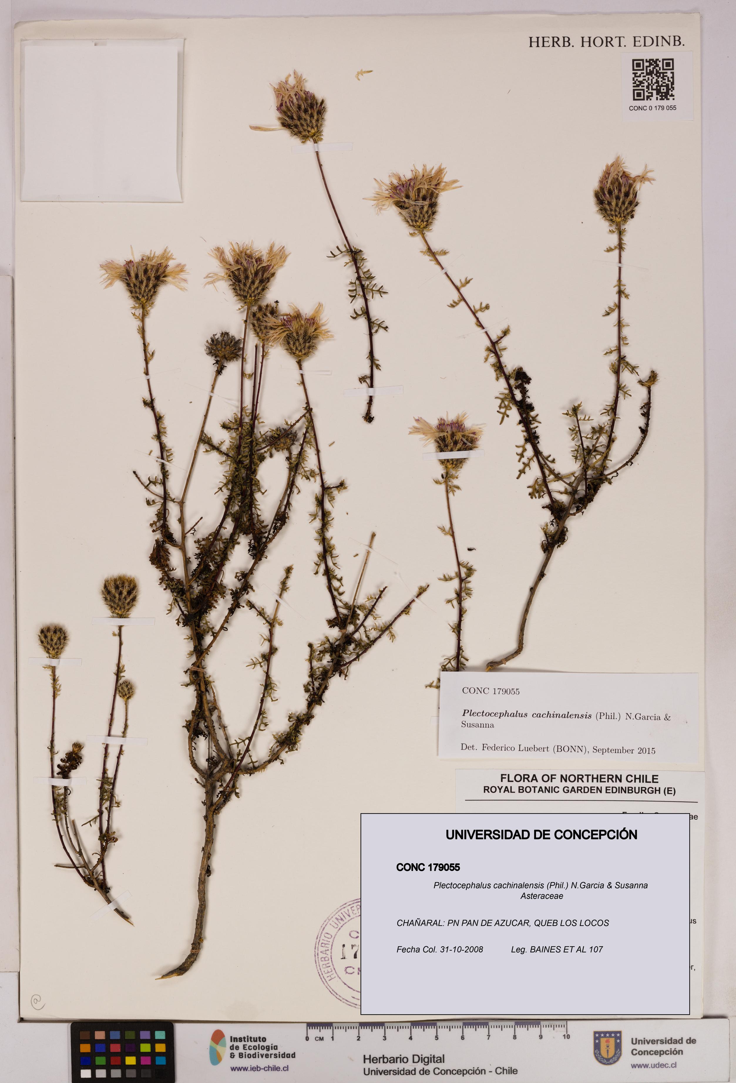 Plectocephalus cachinalensis [Espécimen: UDEC:CONC:0179055]