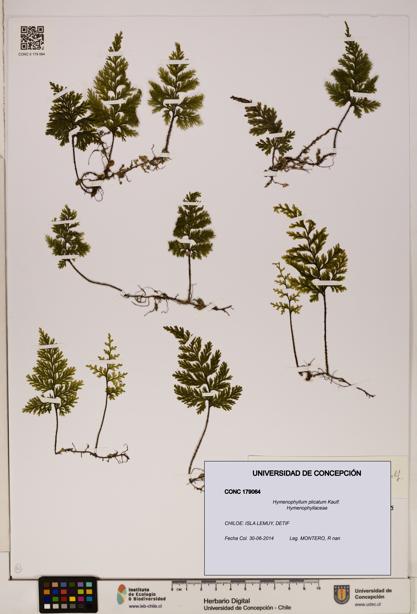 Hymenophyllum plicatum [Espécimen: ]