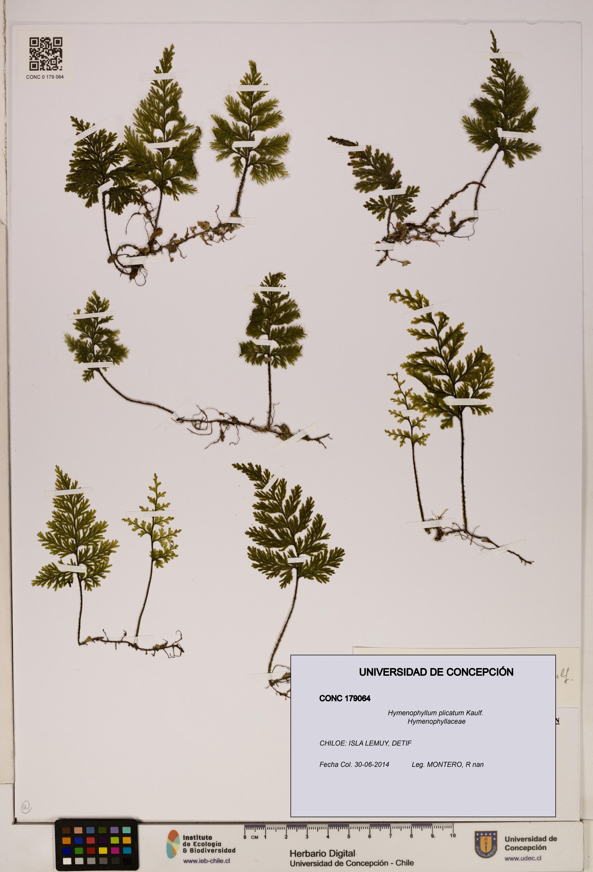 Hymenophyllum plicatum [Espécimen: ]