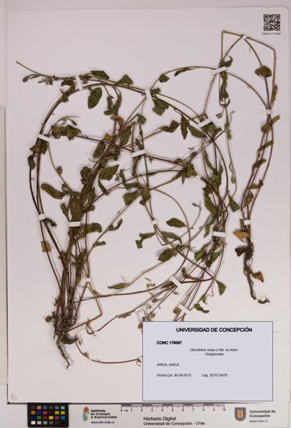 Oenothera rosea [Espécimen: UDEC:CONC:0179067]