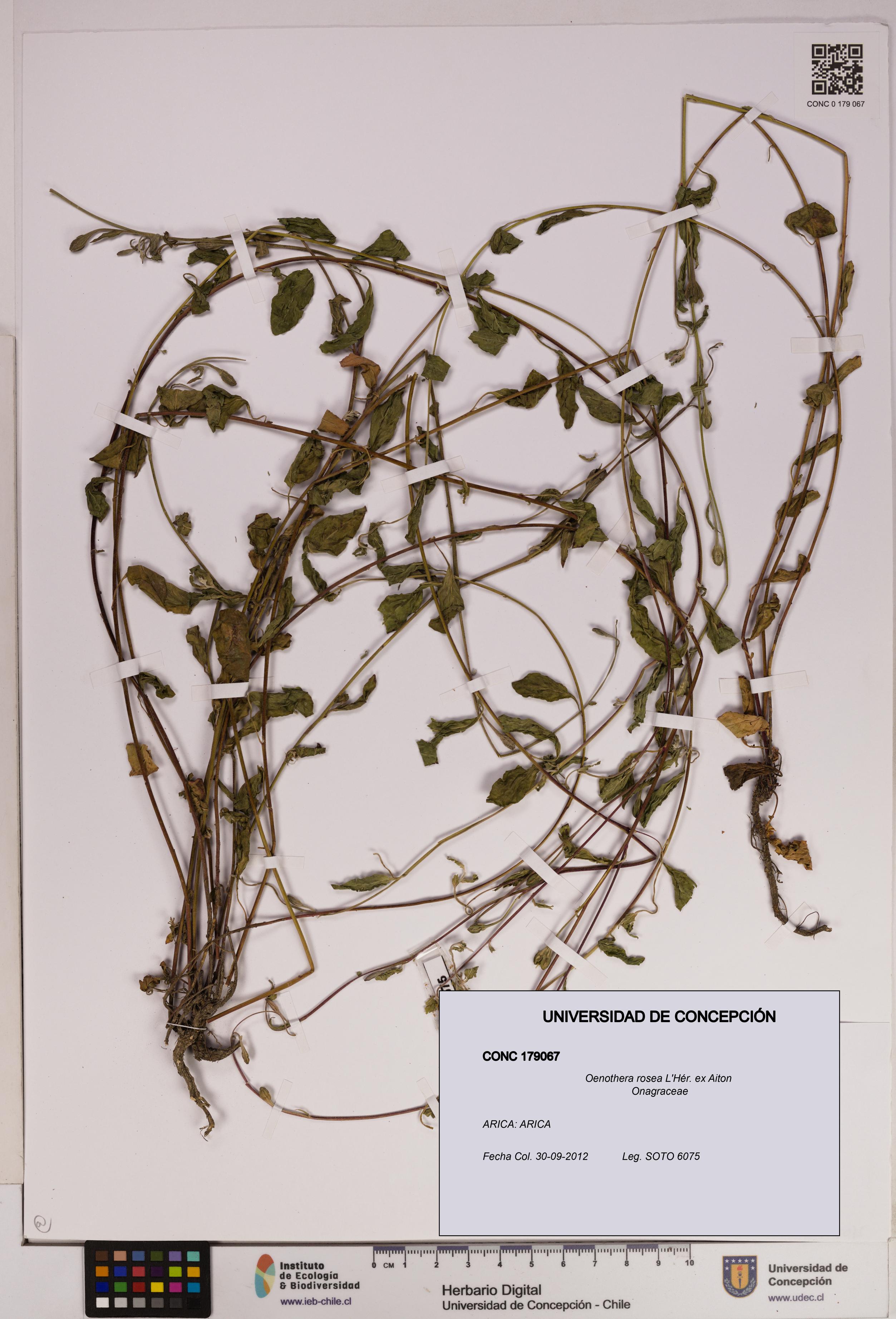Oenothera rosea [Espécimen: UDEC:CONC:0179067]