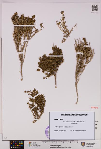 Nolana lachimbensis [Espécimen: UDEC:CONC:0179070]