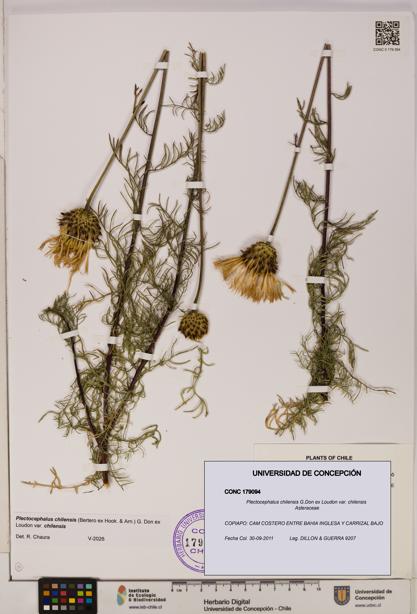 Plectocephalus chilensis [Espécimen: ]
