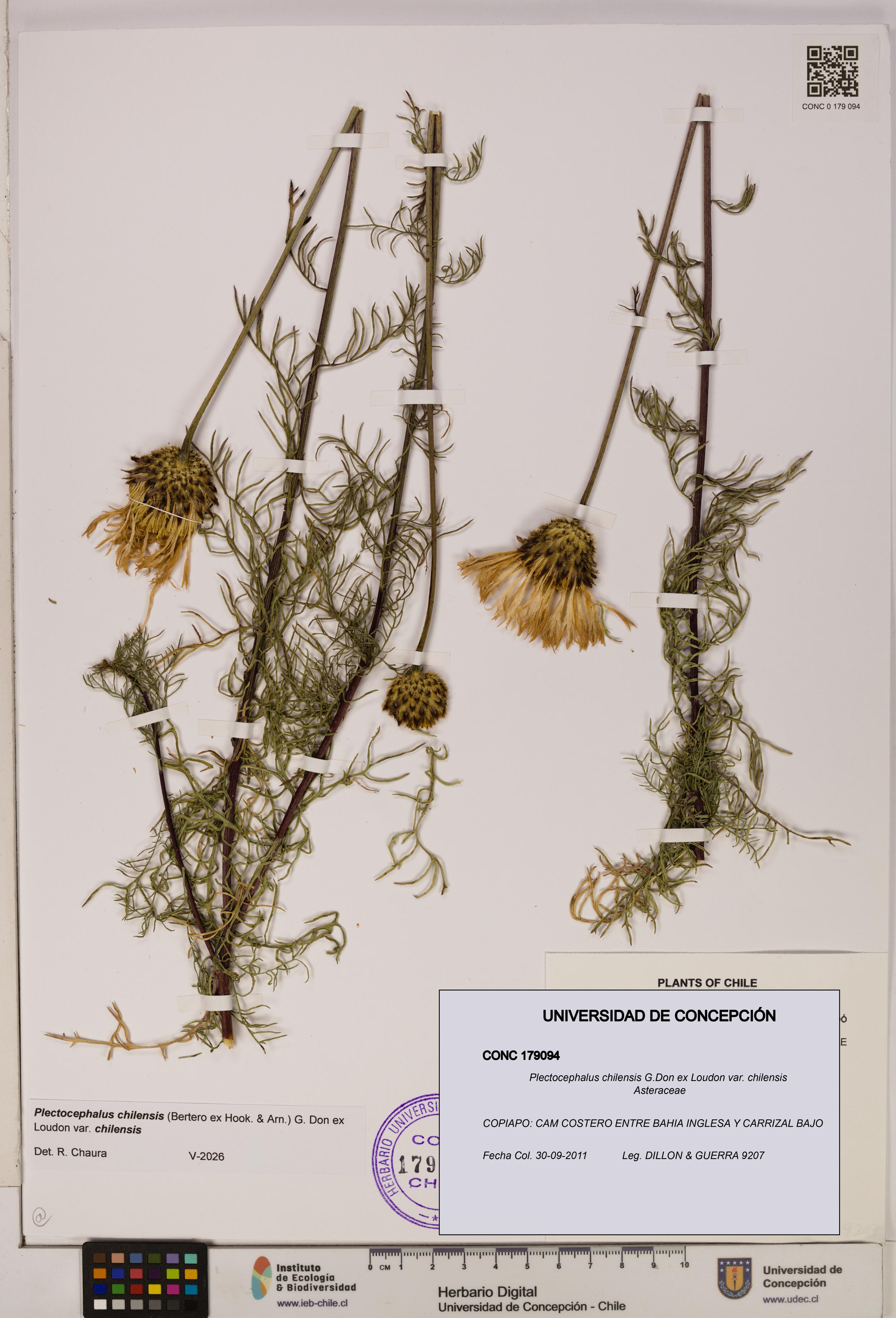 Plectocephalus chilensis [Espécimen: ]