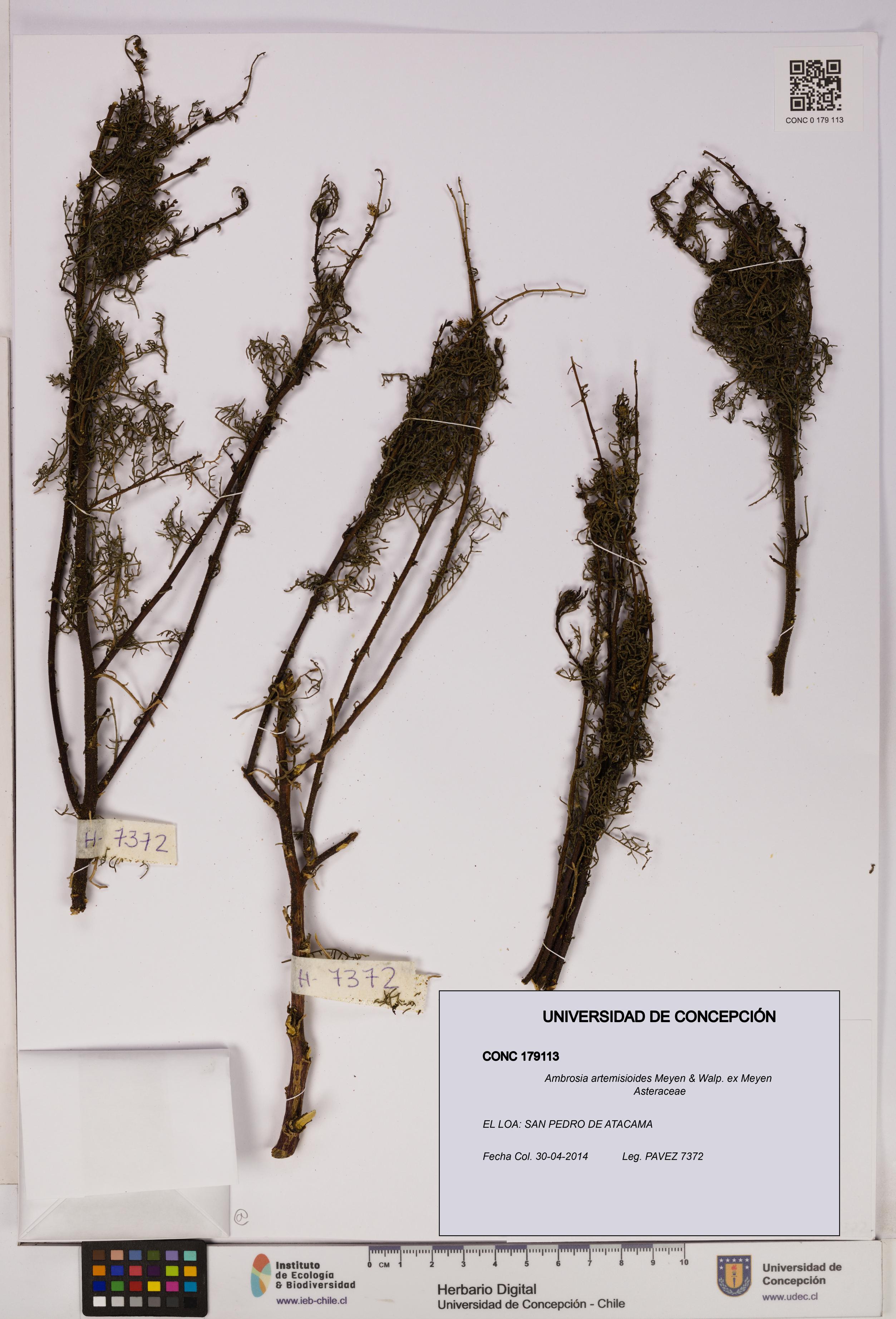 Ambrosia artemisioides [Espécimen: UDEC:CONC:0179113]