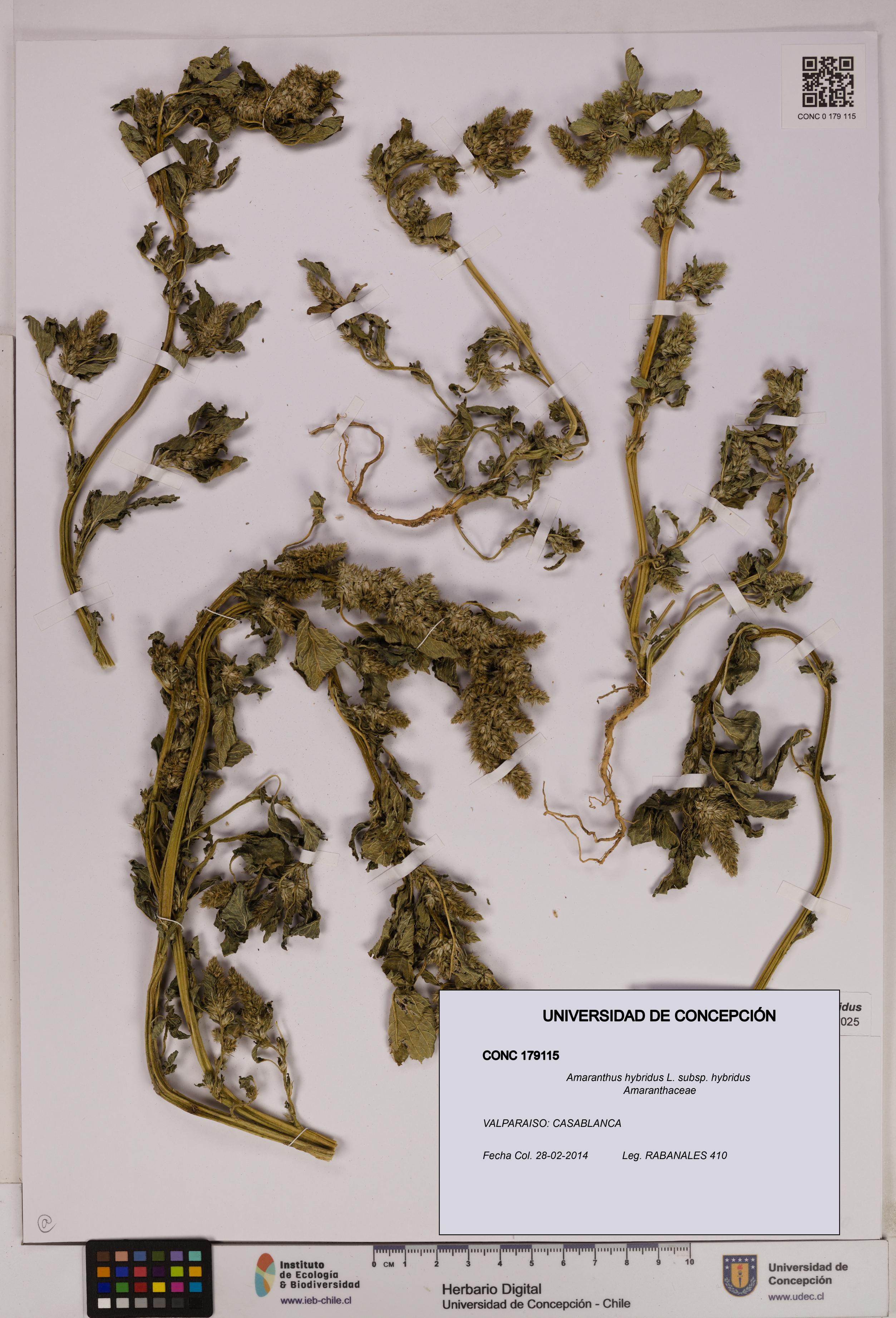 Amaranthus hybridus [Espécimen: UDEC:CONC:0179115]