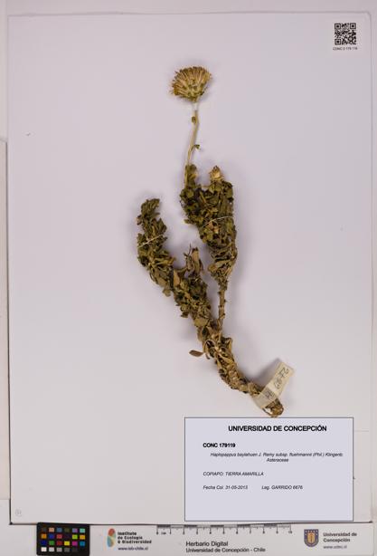 Haplopappus baylahuen subsp. fluehmannii [Espécimen: UDEC:CONC:0179119]