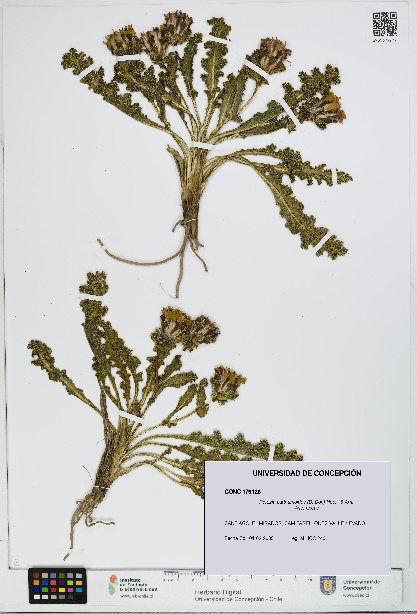 Perezia carthamoides [Espécimen: UDEC:CONC:0179126]