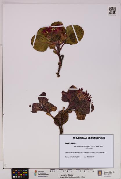 Pachylaena atriplicifolia [Espécimen: ]