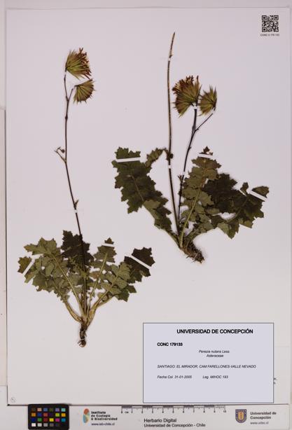 Perezia nutans [Espécimen: UDEC:CONC:0179133]