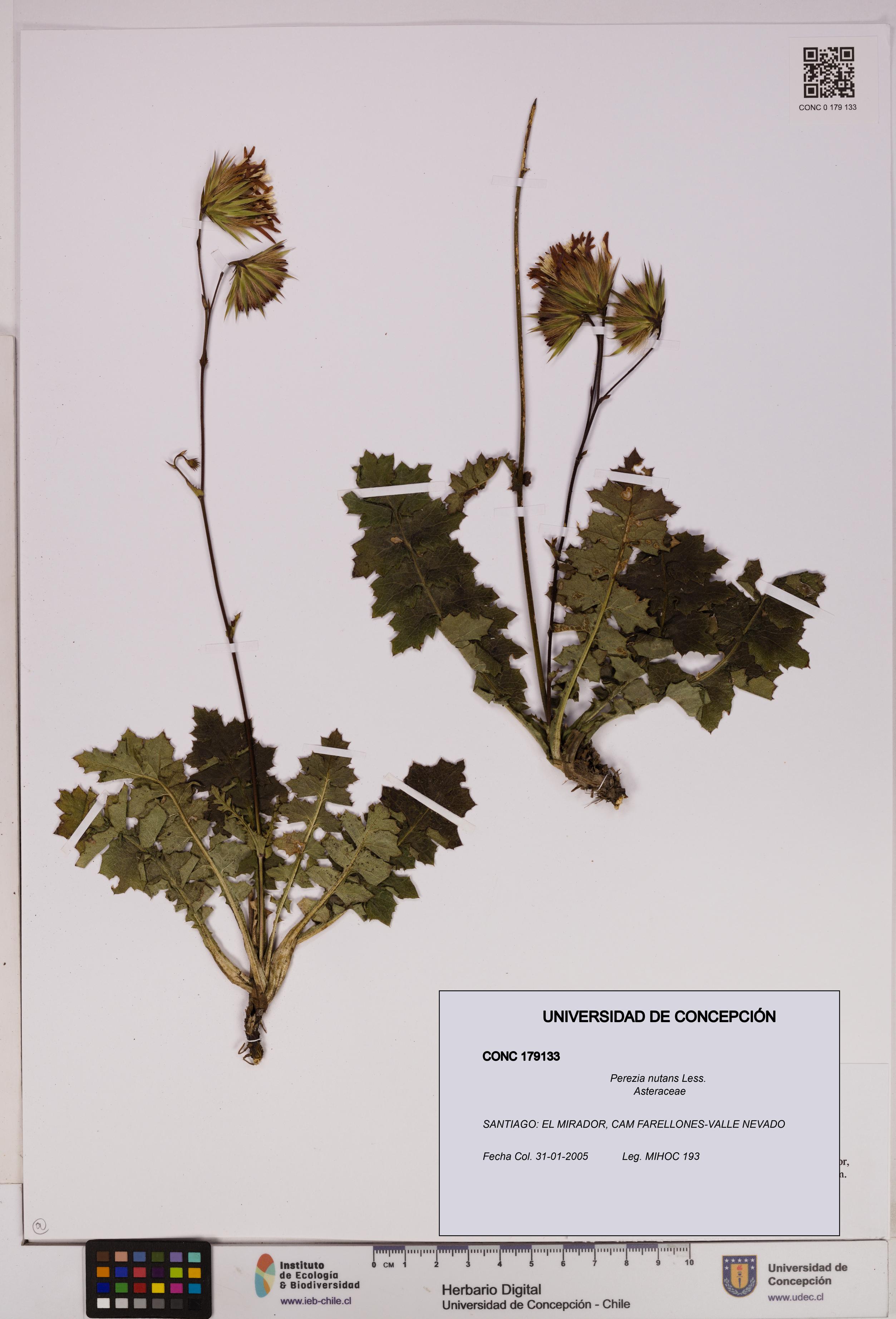 Perezia nutans [Espécimen: UDEC:CONC:0179133]