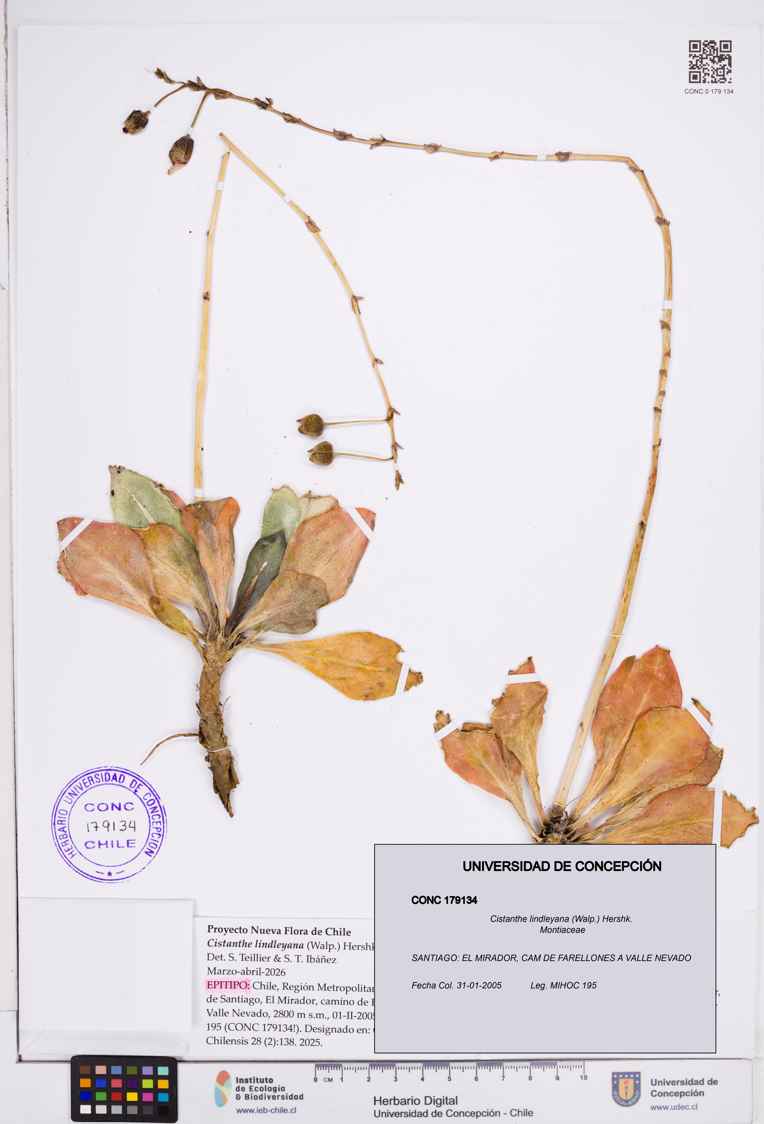 Cistanthe lindleyana [Espécimen: ]