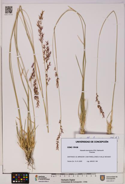 Nassella laevissima [Espécimen: UDEC:CONC:0179135]