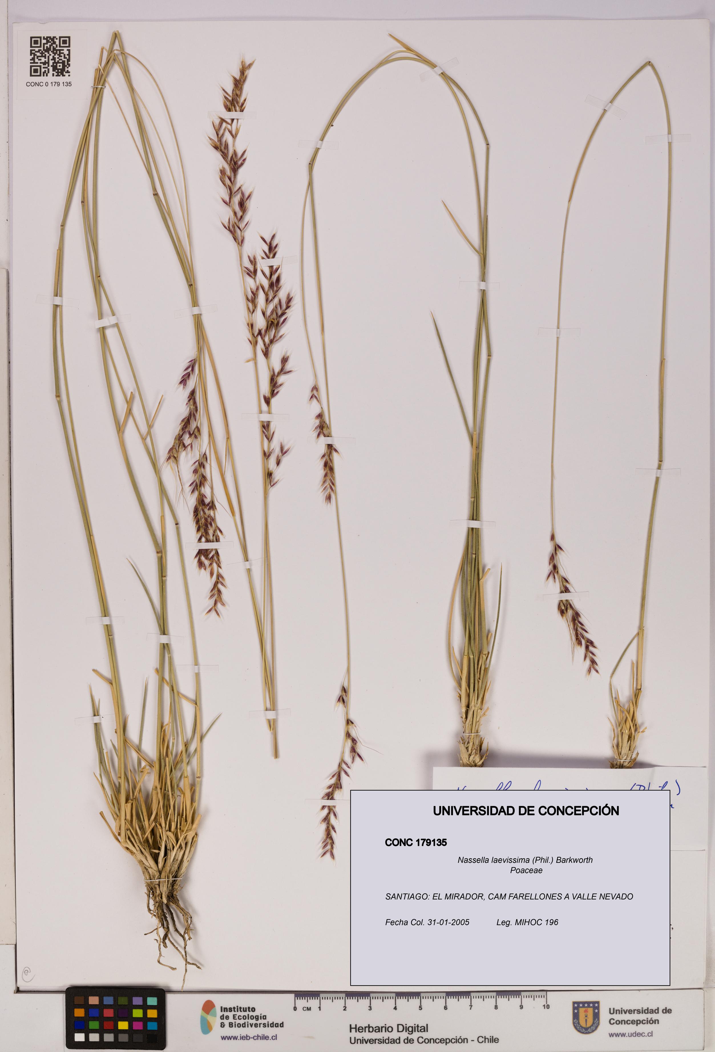 Nassella laevissima [Espécimen: UDEC:CONC:0179135]