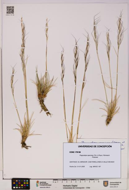 Pappostipa speciosa [Espécimen: UDEC:CONC:0179136]