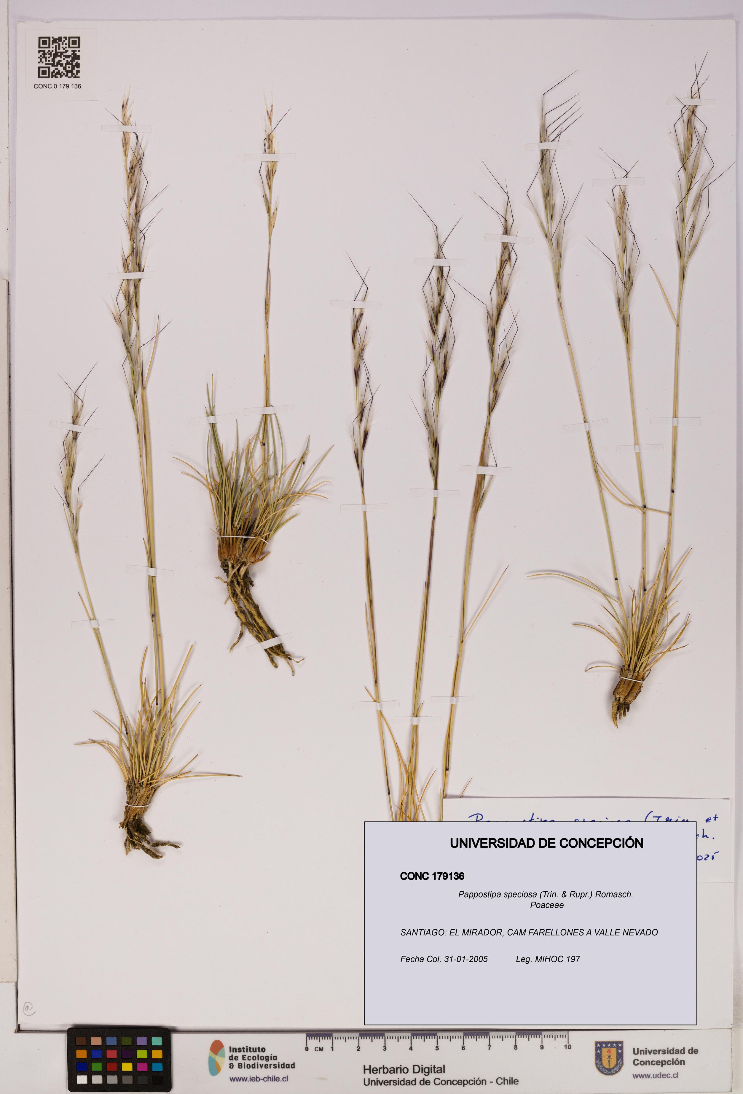 Pappostipa speciosa [Espécimen: UDEC:CONC:0179136]