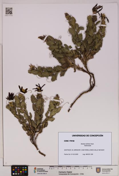 Mutisia ilicifolia [Espécimen: UDEC:CONC:0179152]